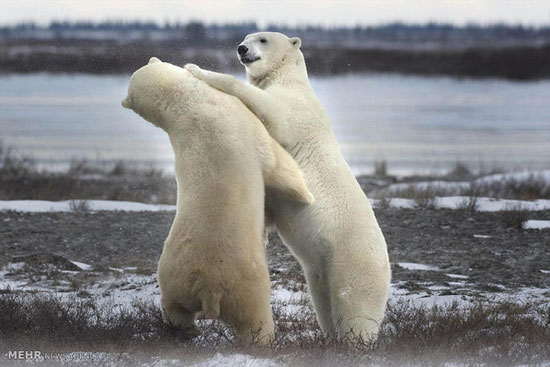 تصاویری از مبارزه خرس های قطبی