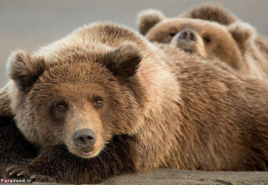 عکس: زندگی خرس‌های قهوه‌ای در آلاسکا