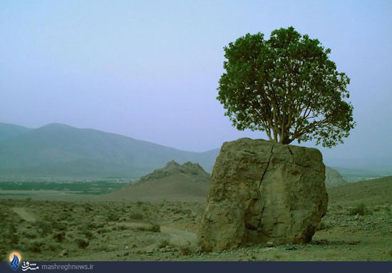 عکس: ریشه در دل سنگ