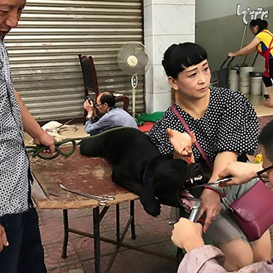 عمل غیرقانونی از بین بردن صدا سگ‌ها در خیابان‌های چین
