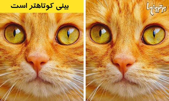 تفاوت‌‌ها را پیدا کنید؟ (پاسخ)