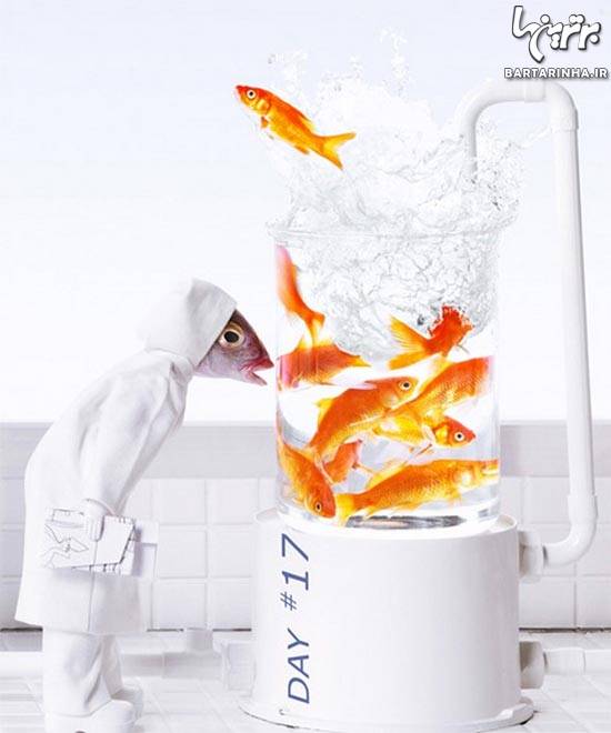 خلاقیت جالب با کله ماهی! +عکس