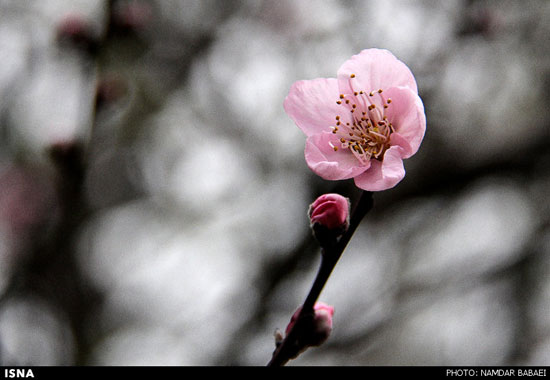عکس: شکوفه دادن درختان در مازندران