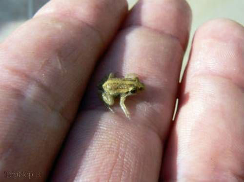 کوچکترین جانور مهره‌دار دنیا +عکس
