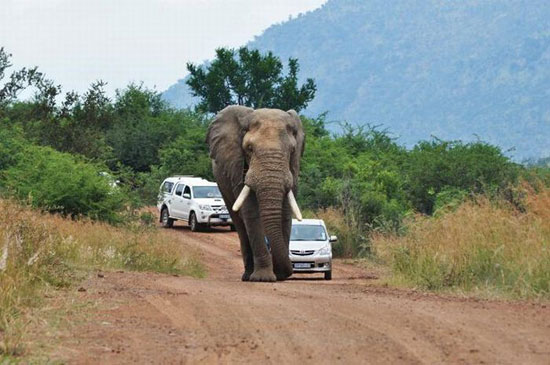 عکس: عاقبت سبقت گرفتن از یک فیل!