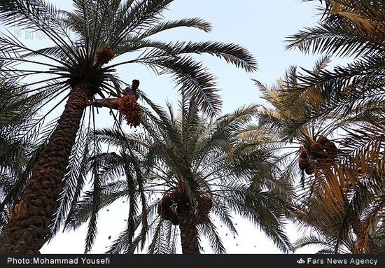 عکس: برداشت خرما در بوشهر