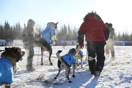 مسابقه سگ های سورتمه در آلاسکا‎