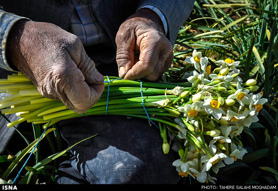 عکس: برداشت گل نرگس در بیرجند