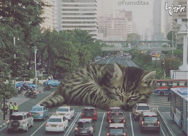 گربه‌های غول پیکر در خیابان‌های شهر
