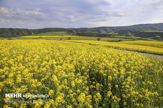 جلوه زیبایی‌ها در طبیعت بهاری خراسان شمالی