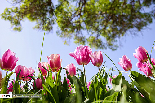 جشنواره گل لاله و درختچه‌های زینتی