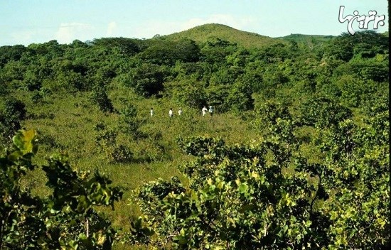 پوست پرتقال زندگی را به جنگل کاستاریکا بازگرداند