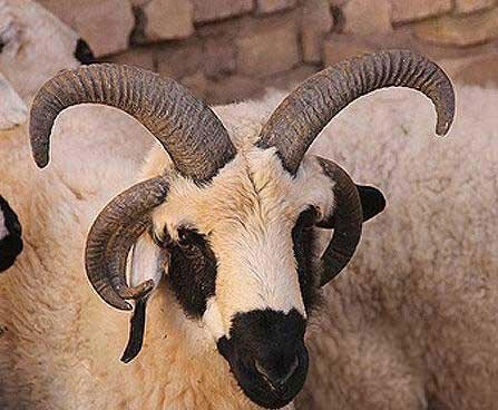 گوسفند 5 شاخ در بافق +عکس