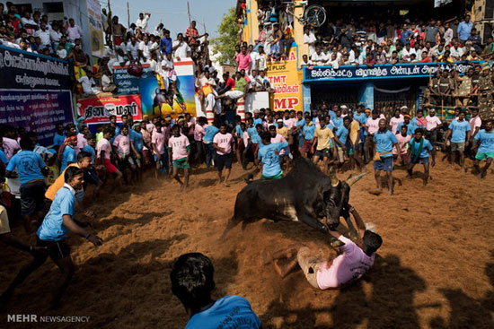 جشنواره رام کردن گاو در هند