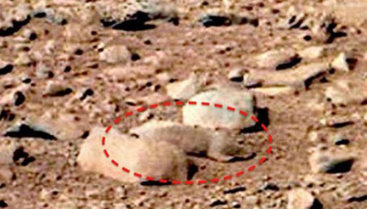 رصد یک موش صحرایی در مریخ! +عکس