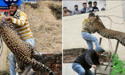محیط زیست: حمله پلنگ به مردم شیراز کذب است