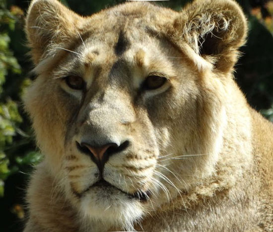 «سونیکا» جایگزین کامران در باغ وحش انگلیس