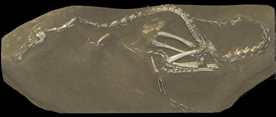 فسیل 75 میلیون ساله شبیه قو کشف شد