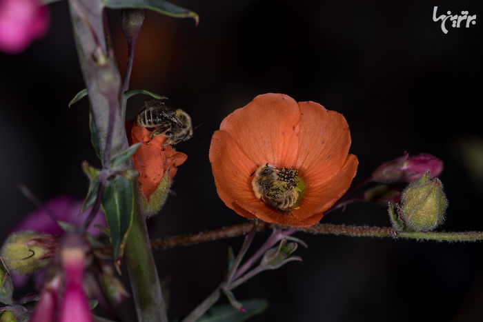 تصاویر کمیاب از خوابیدن زنبور‌ها داخل گل