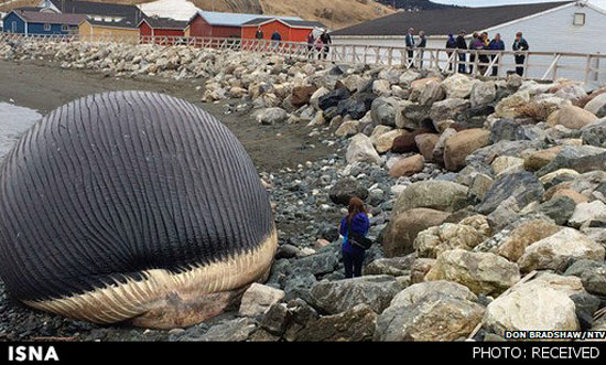 عکس: لاشه‌ 2 نهنگِ در حال‌ ترکیدن!
