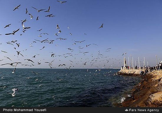 مرغان دریایی ساحل بوشهر