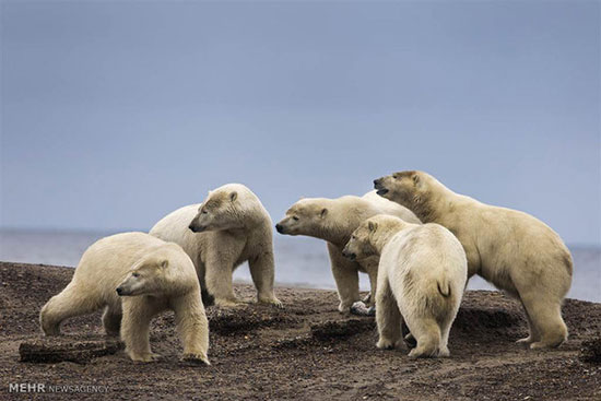 زندگی خرس‌های قطبی در روستاهای آلاسکا‎