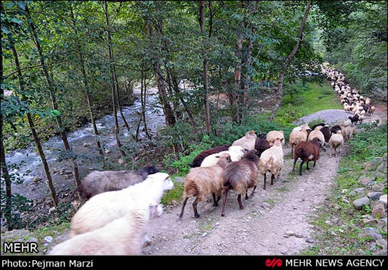 حمام عمومی گوسفندها +عکس