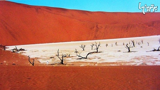 جنگل بی برگ 900 ساله در بیابان نامیبیا