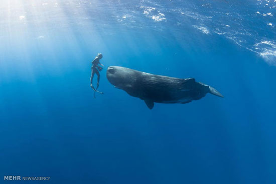 شنا با نهنگ های عنبر‎ +عکس