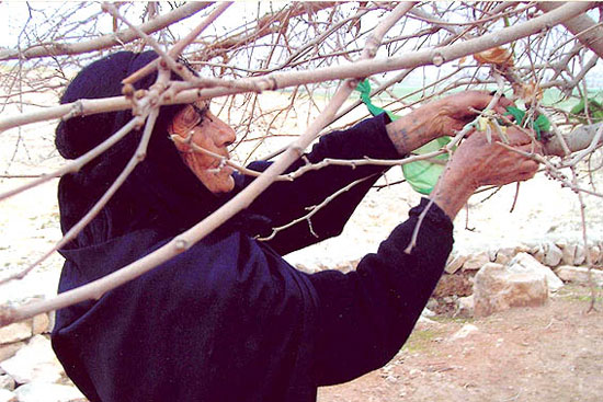 فرهنگ نذر و وقف در تاریخ کهن ایران