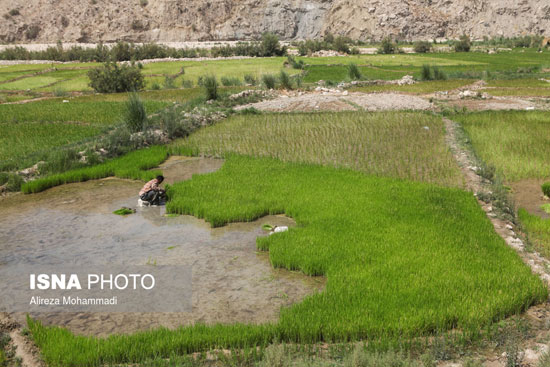 کشت برنج در شهرستان «باغملک» خوزستان