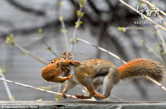 این سنجاب با بچه اش چه کار ها که نمی کند!