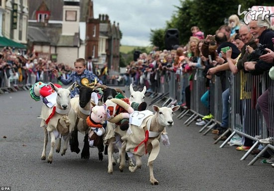 مسابقه گوسفند دوانی در اسکاتلند +عکس