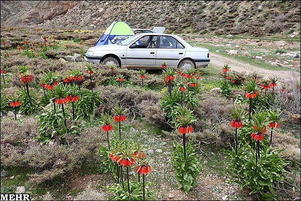 عکس های دشت لاله های واژگون دره بید