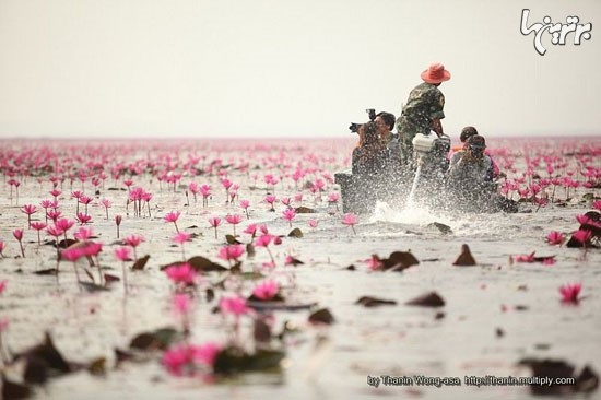 تصاویر رویایی از دریاچه نیلوفر آبی در تایلند
