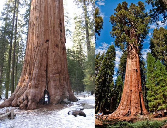 تنومندترین درخت های جهان در یکجا +عکس
