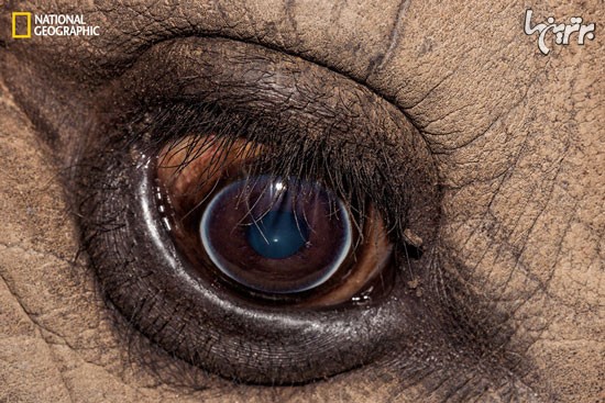 عکس: چشم حیوانات از نمای خیلی نزدیک