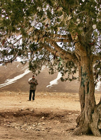 واکنش به ثبت ملی درخت عباس کیارستمی