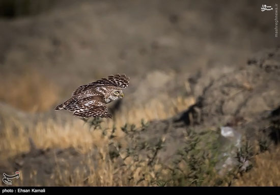 جغد سنگی ایرانی +عکس