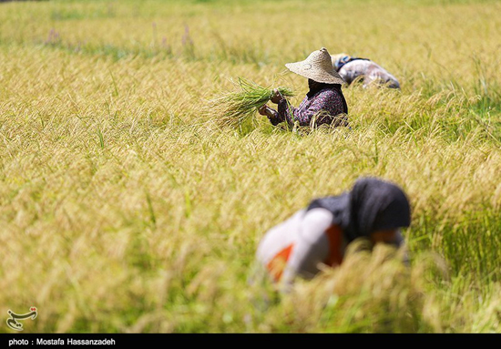 برداشت برنج در شالیزارهای گلستان