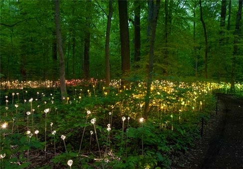 سفر جادویی در باغ‌های نورانی +عکس
