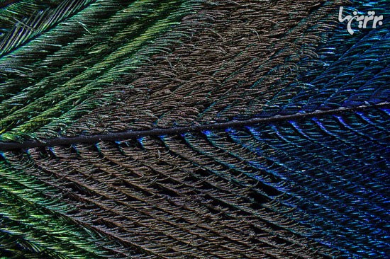 عکس: پر طاووس در زیر ذره بین