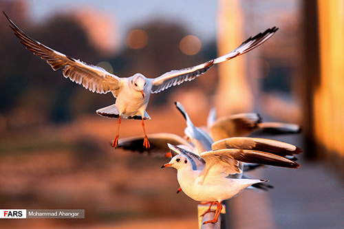 تصاویری از پرندگان پل سفید اهواز