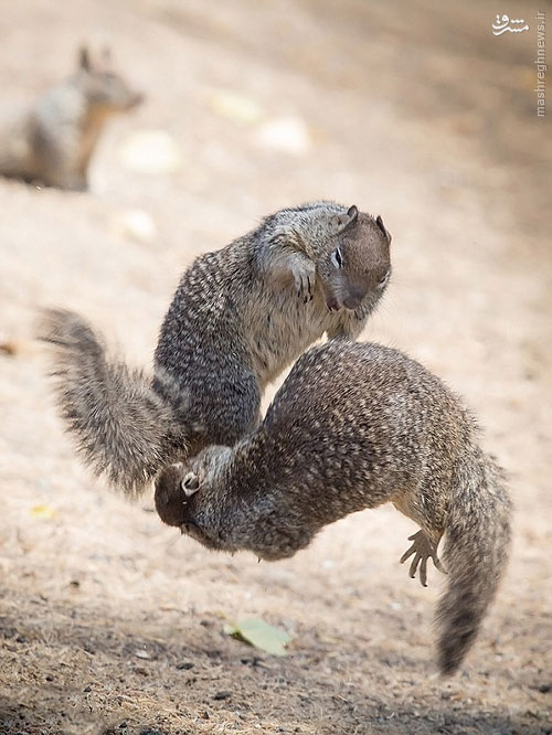 عکس: سنجاب‌های کونگ فو کار
