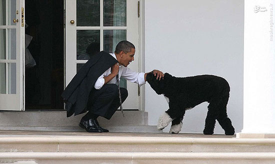 سگ‌های کاخ سفید +عکس