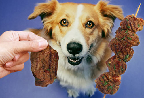 غذا‌هایی که برای سگ‌ها خطرناک است
