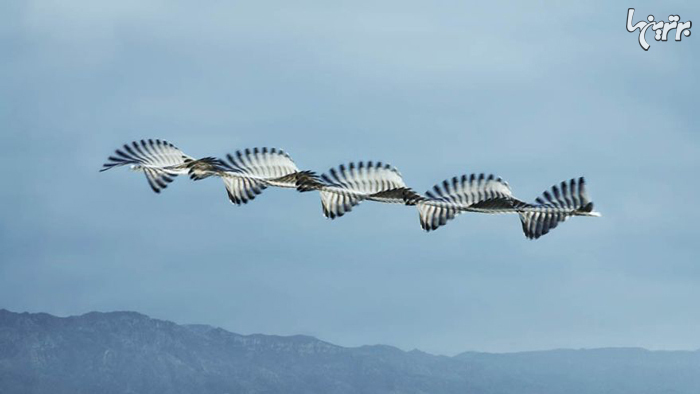 تصاویر فوق‌العاده دیدنی از الگوهای پرواز پرندگان