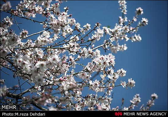 تصاویر: شکوفه‌های بهاری - زمستانی!