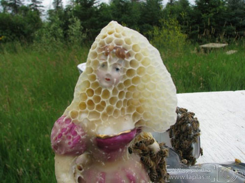 مجسمه سازی با کمک زنبور عسل +عکس