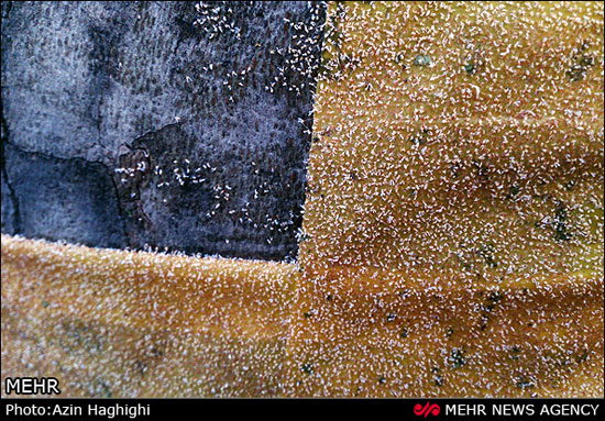 عکس: مگس های سفید تهران کاملا مقاوم!